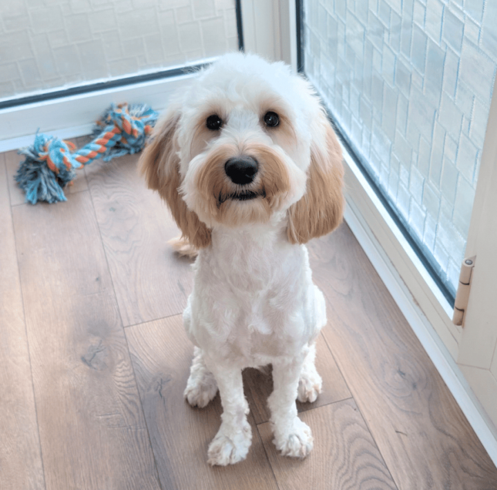 Image of lost pet