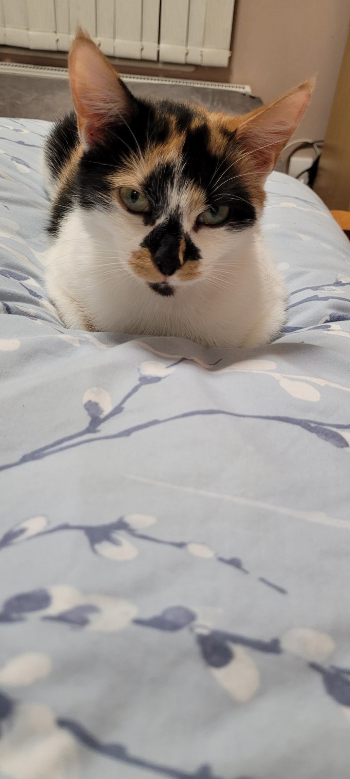 Image of lost pet