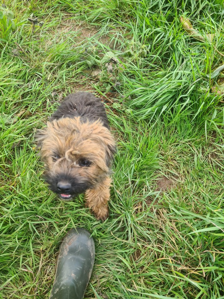 Image of lost pet
