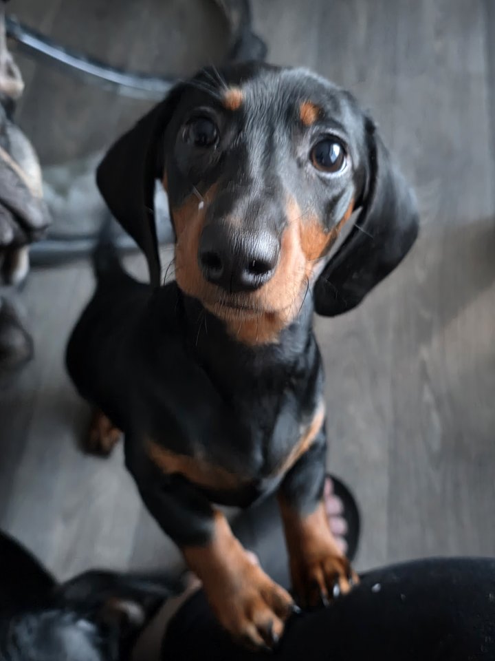 Image of lost pet