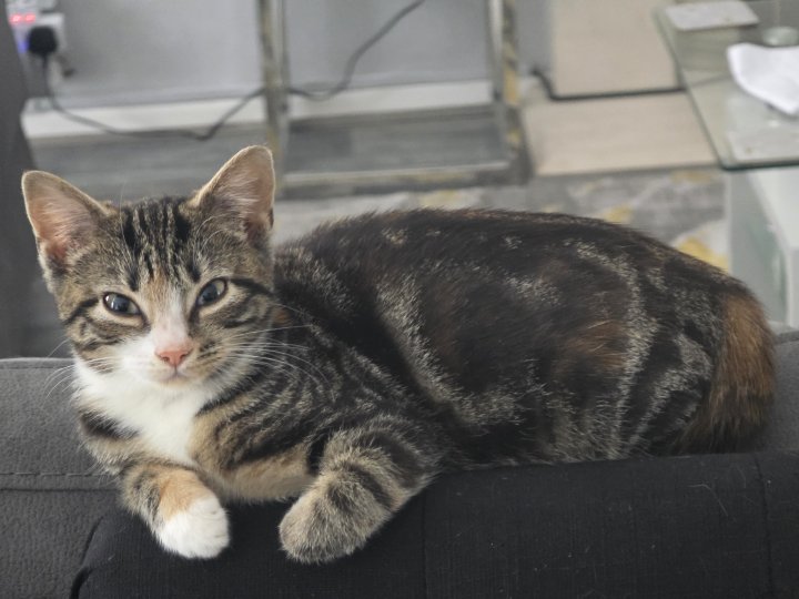 Image of lost pet