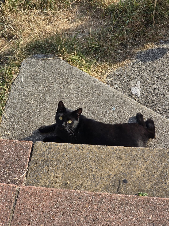 Image of lost pet