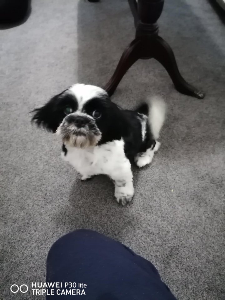 Image of lost pet