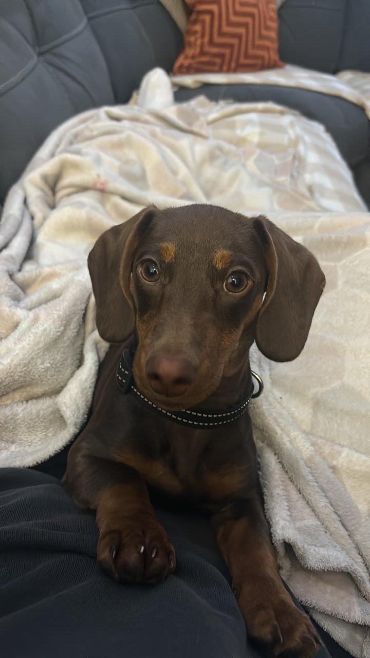 Image of lost pet