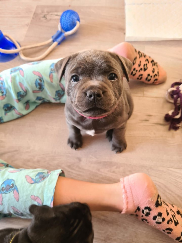 Image of lost pet