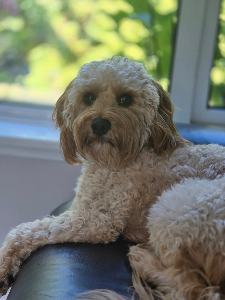 Image of lost pet