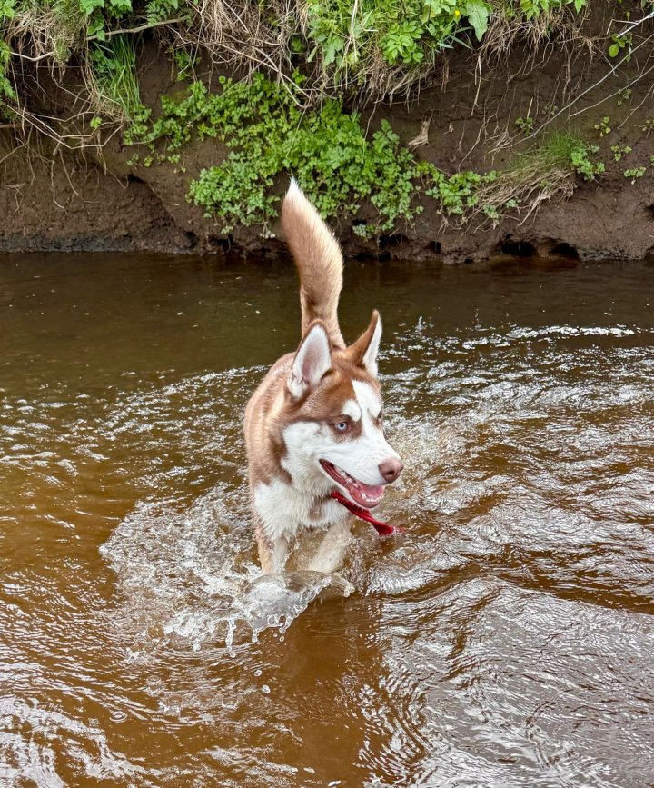 Image of lost pet