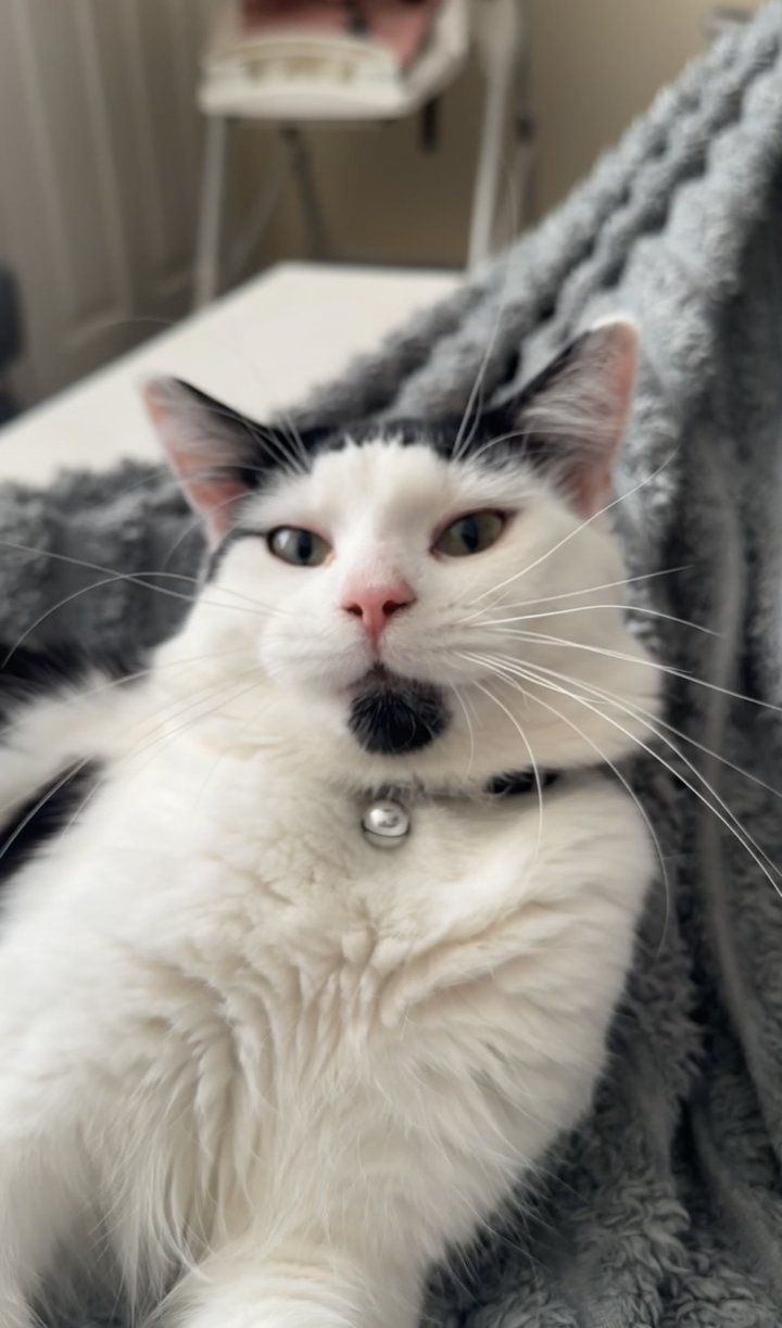 Image of lost pet