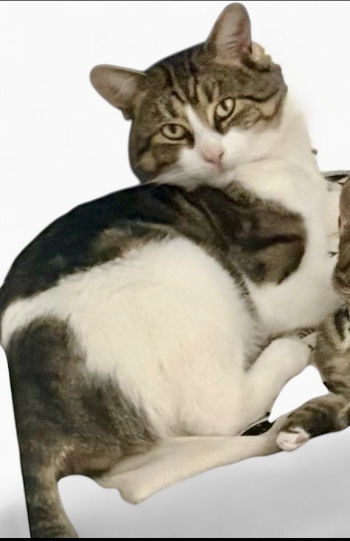 Image of lost pet