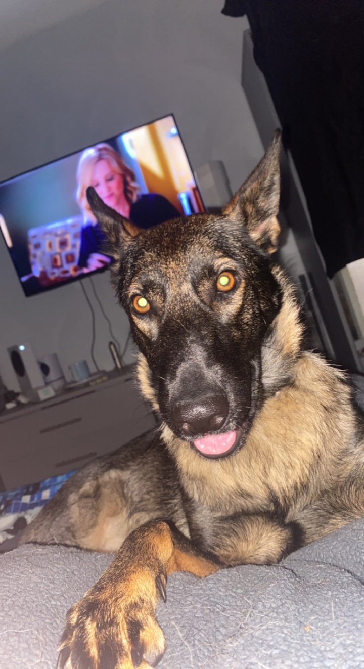 Image of lost pet