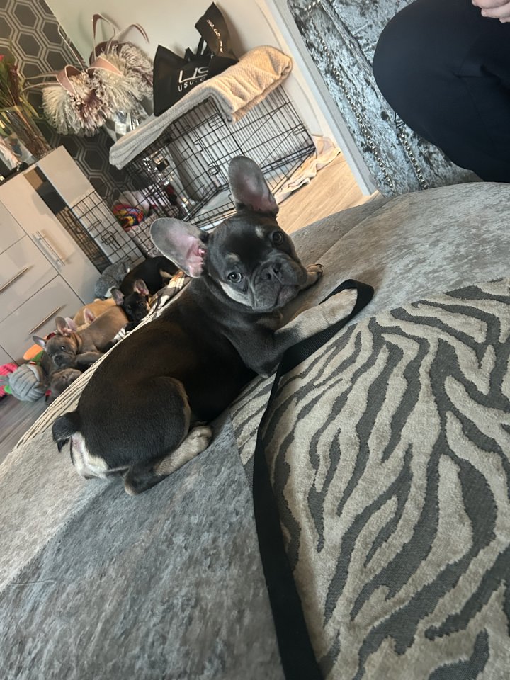 Image of lost pet