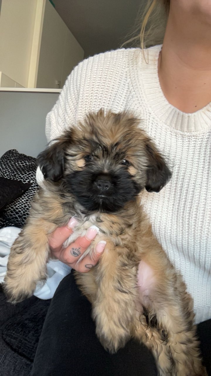 Image of lost pet