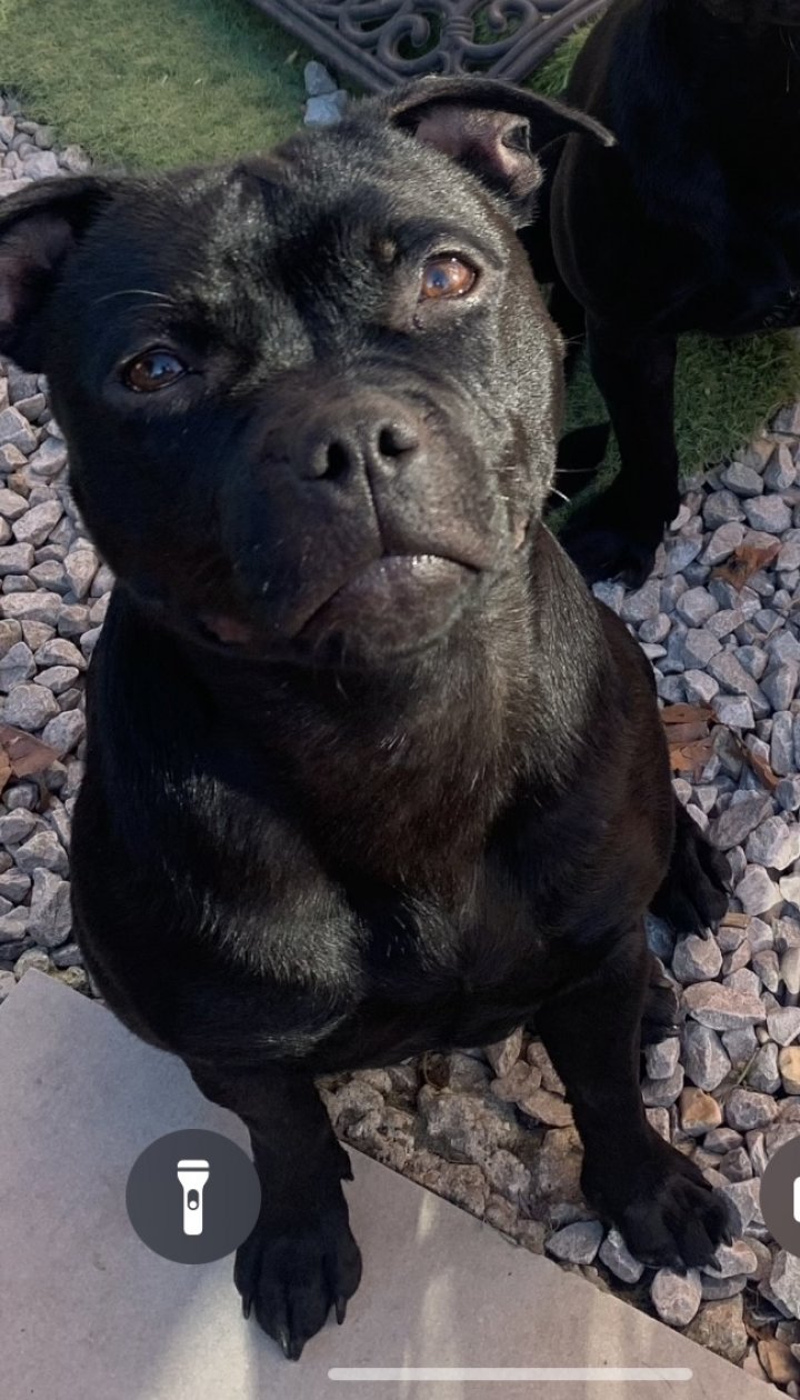 Image of lost pet