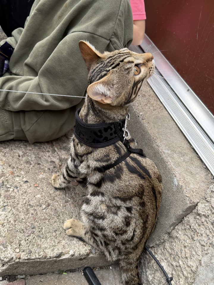 Image of lost pet
