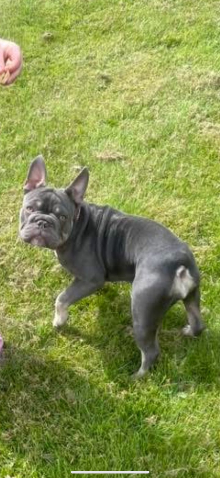 Image of lost pet