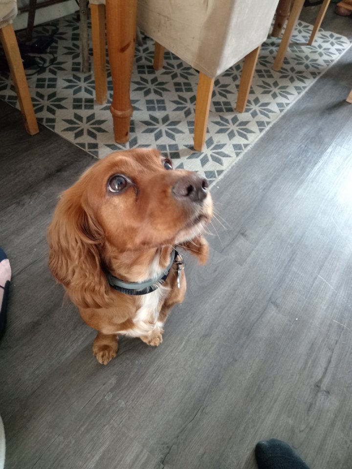 Image of lost pet
