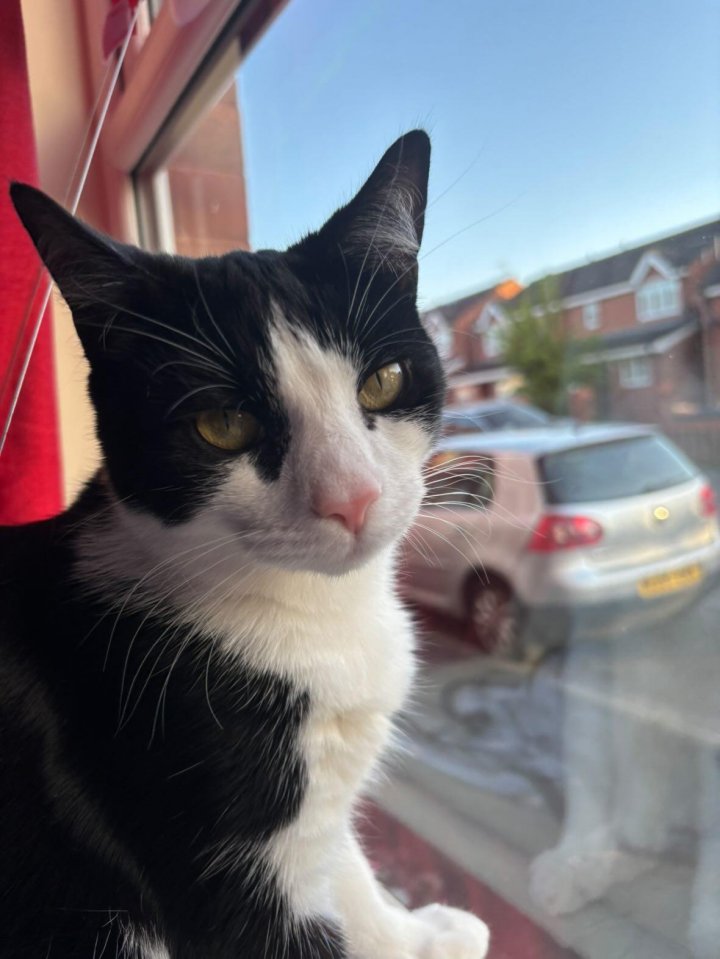 Image of lost pet