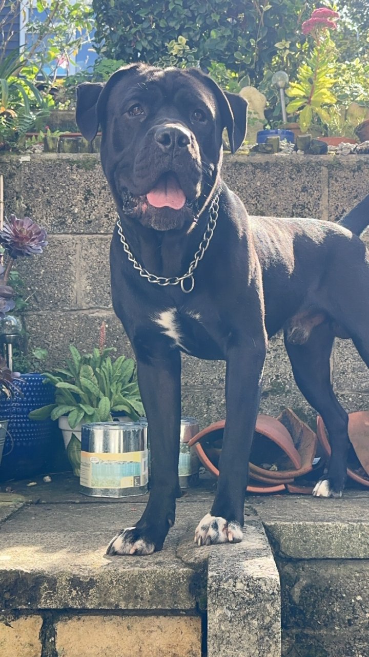 Image of lost pet