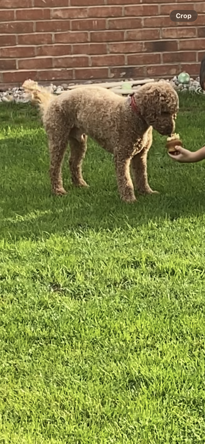 Image of lost pet
