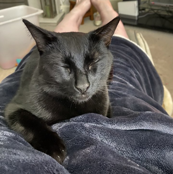 Image of lost pet