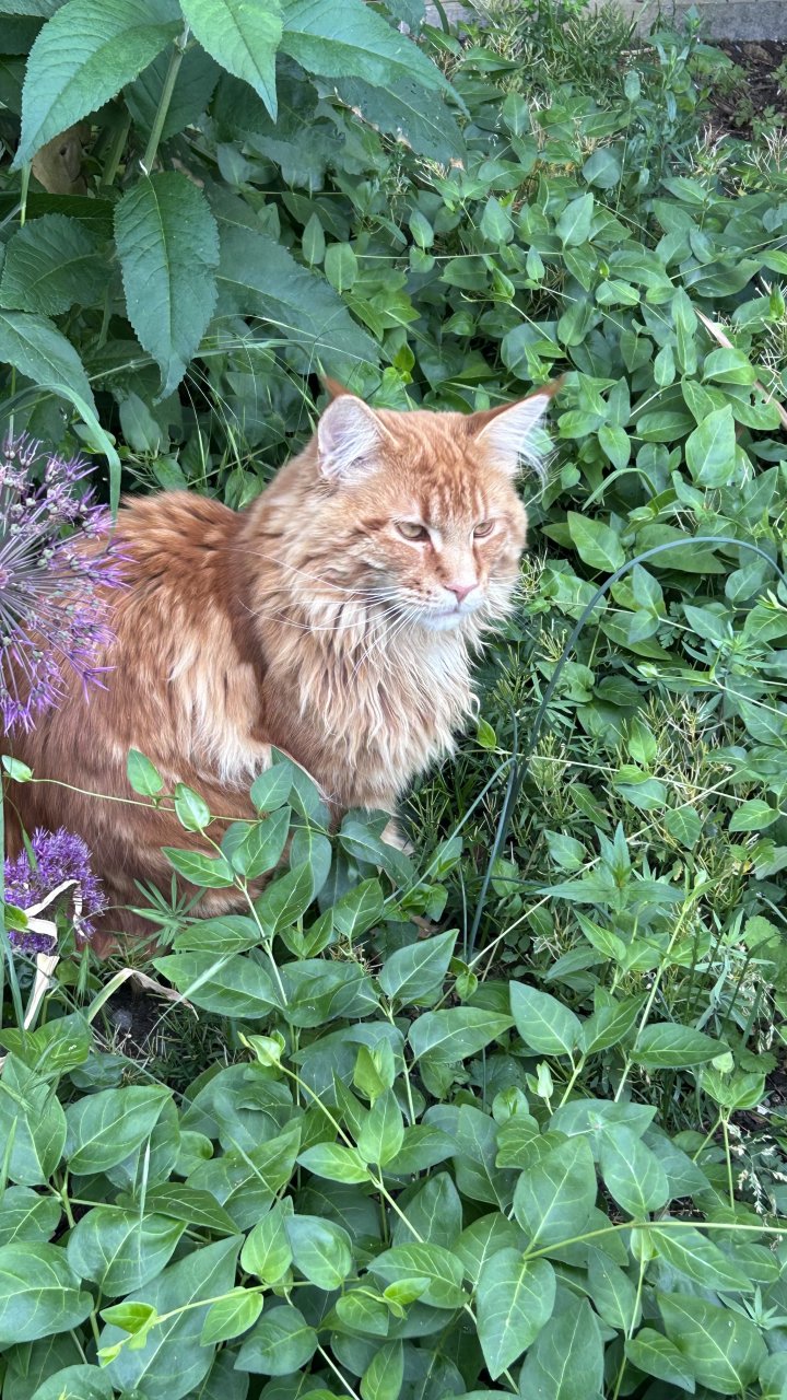 Image of lost pet