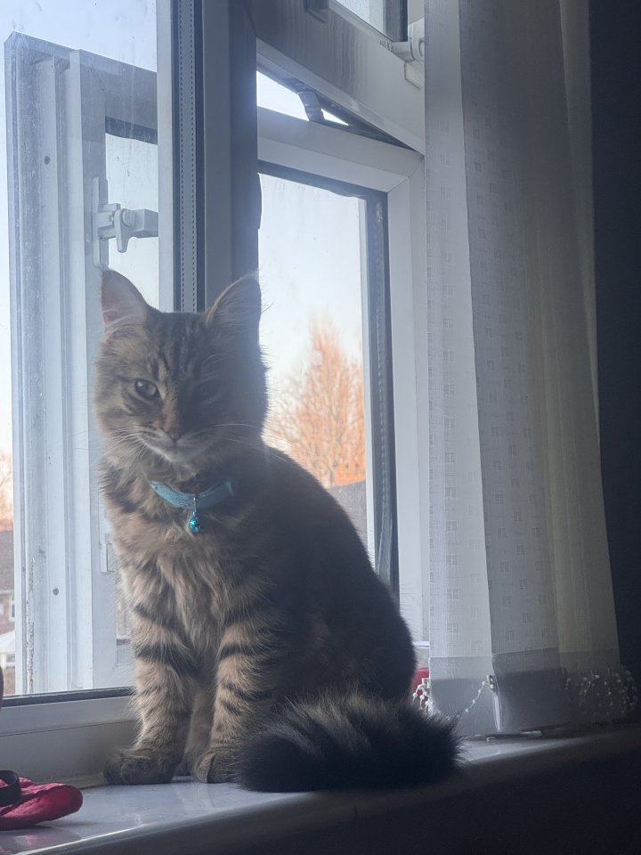 Image of lost pet