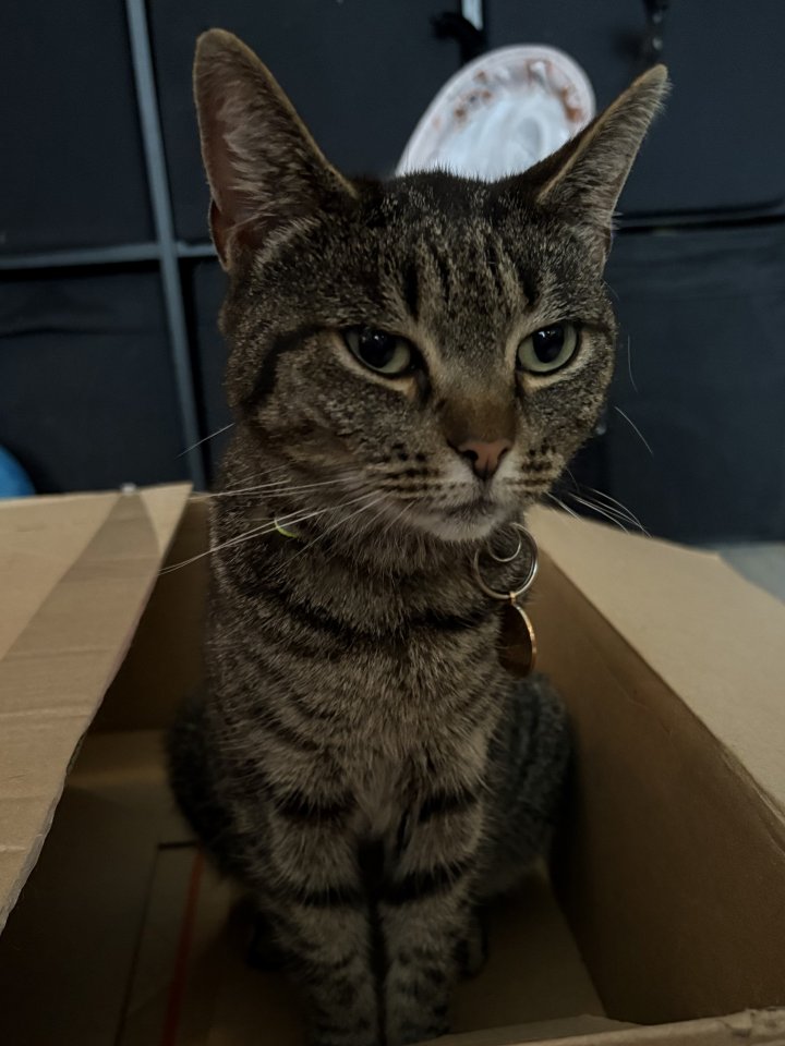Image of lost pet