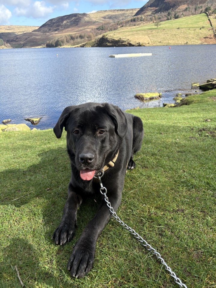 Image of lost pet