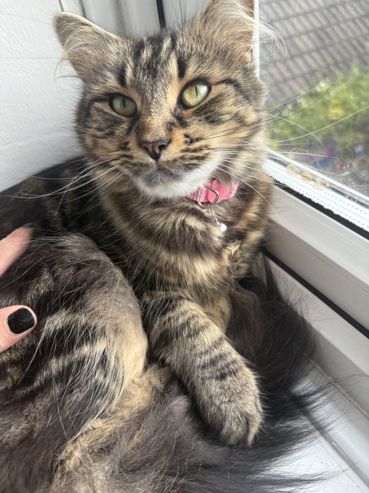 Image of lost pet