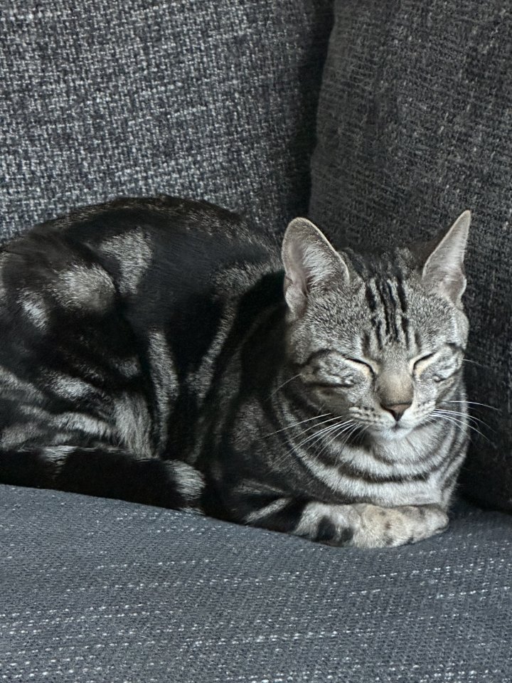 Image of lost pet