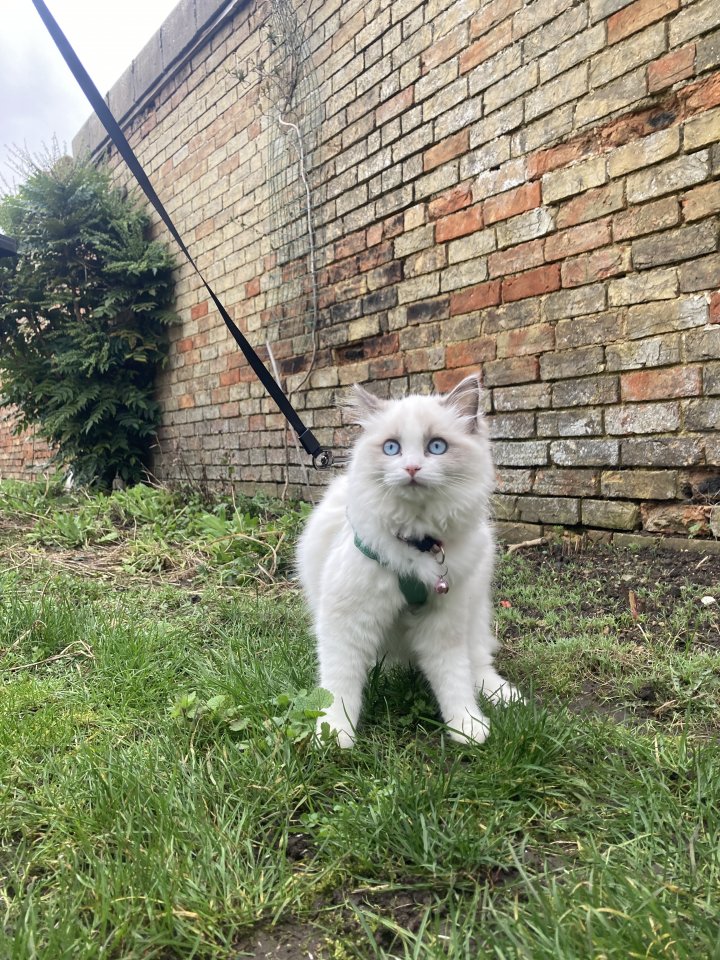 Image of lost pet