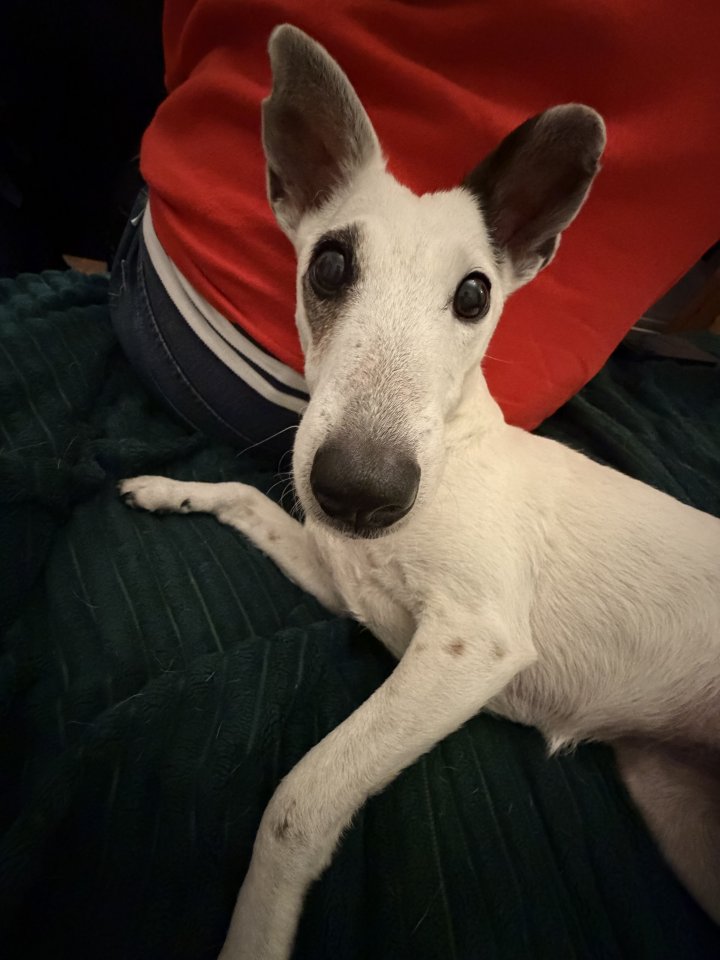 Image of lost pet