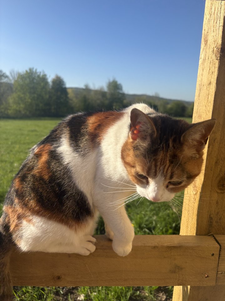 Image of lost pet
