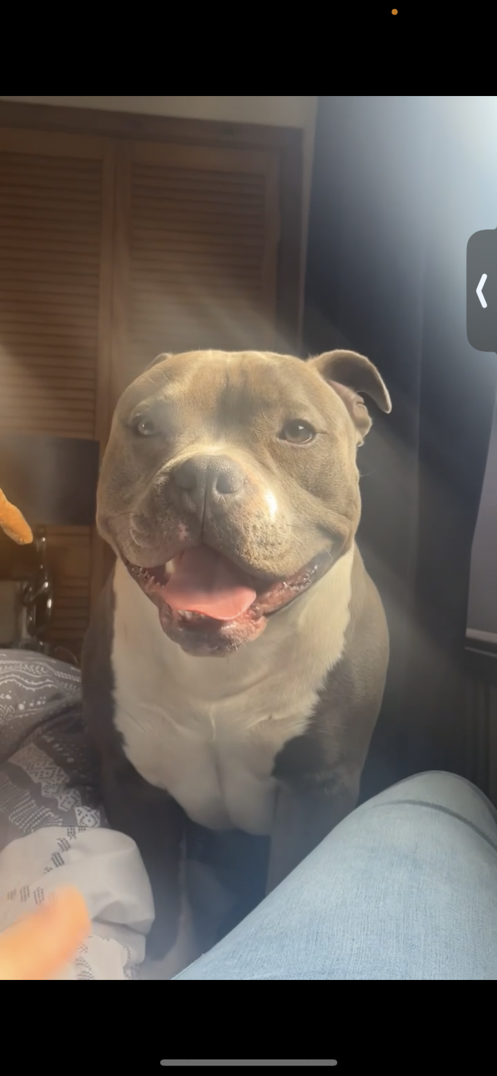 Image of lost pet