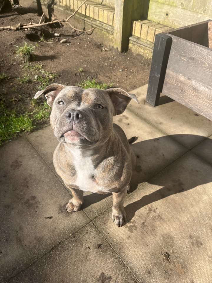 Image of lost pet