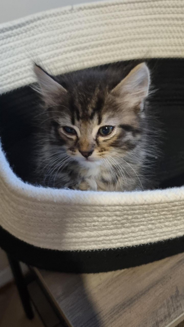 Image of lost pet