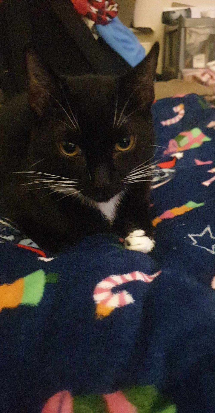 Image of lost pet