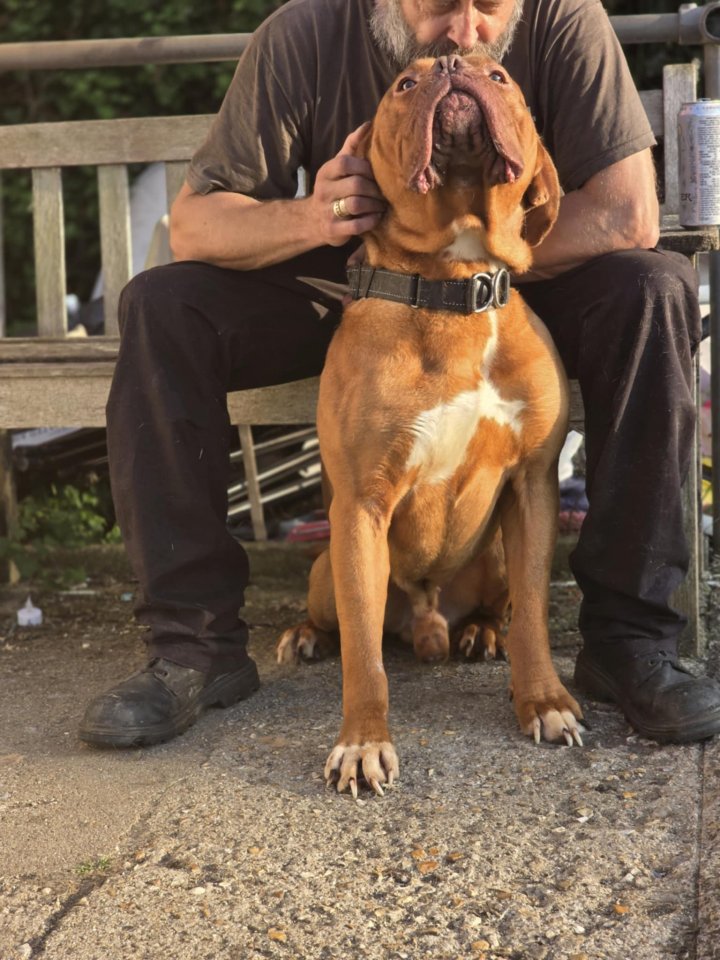 Image of lost pet