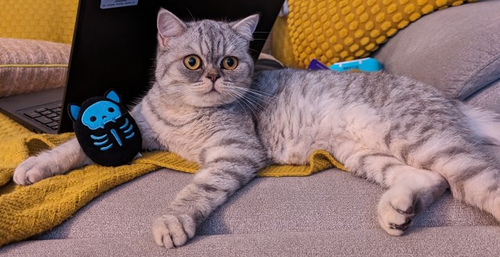 Image of lost pet