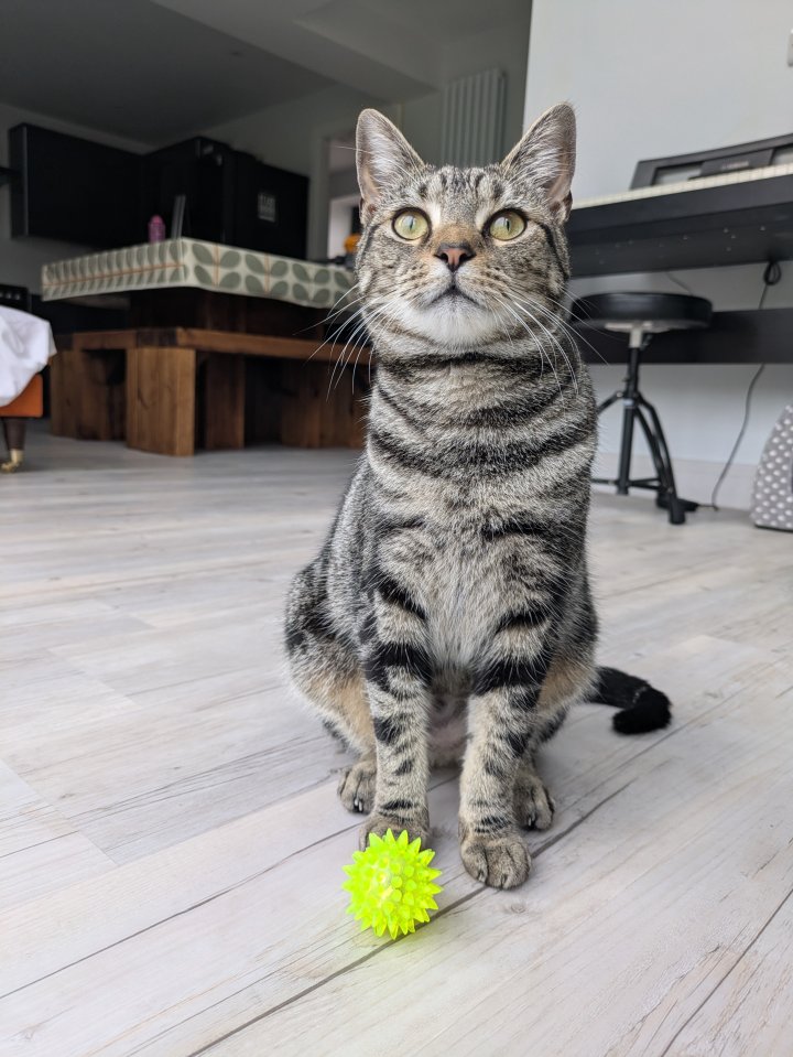 Image of lost pet