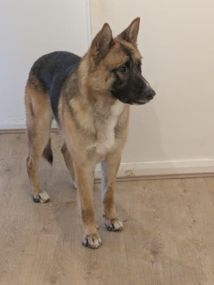 Image of lost pet