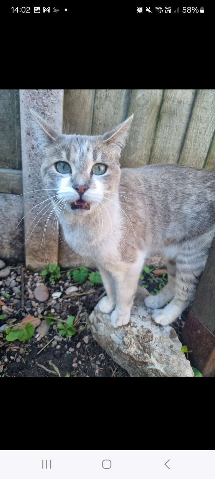 Image of lost pet
