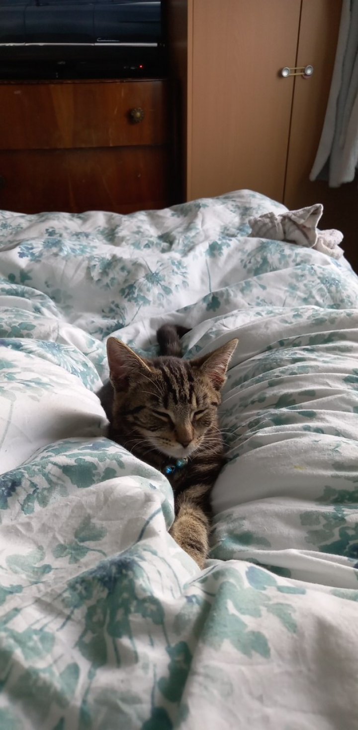 Image of lost pet