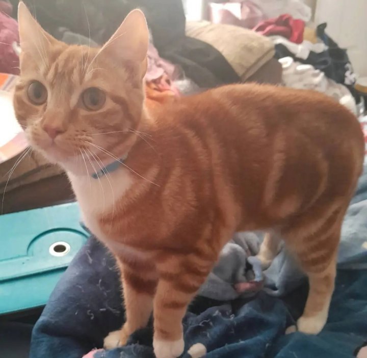 Image of lost pet
